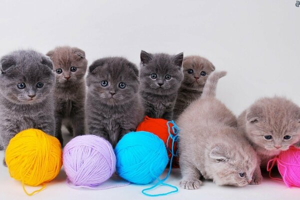 Beautiful kittens posing on a white background