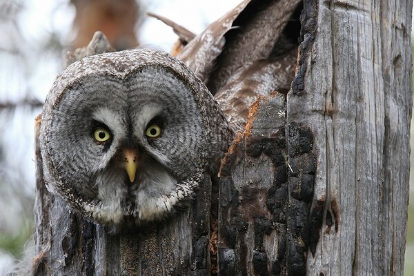 An unusual bird s eye view from a hollow