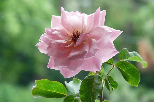 Tea rose leaves on a green background