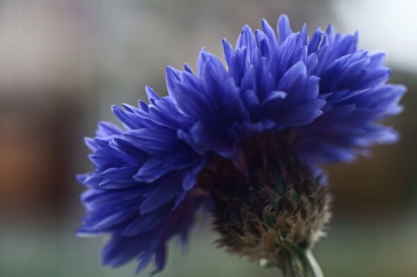 Beautiful blue cornflower in the grass