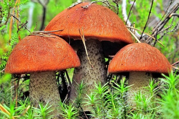 Three heroes or a mushroom family