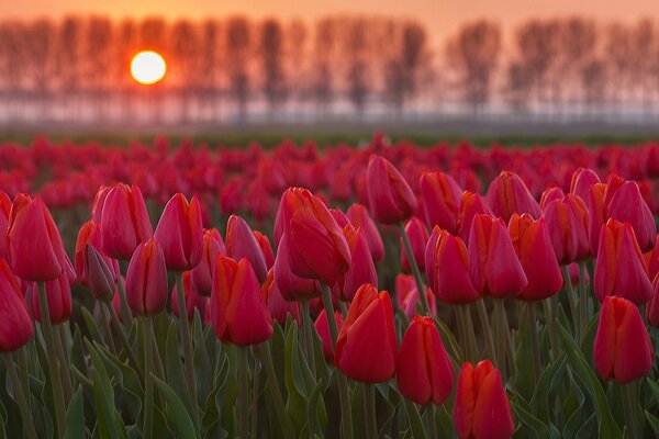 Pole tulipanów o zachodzie słońca