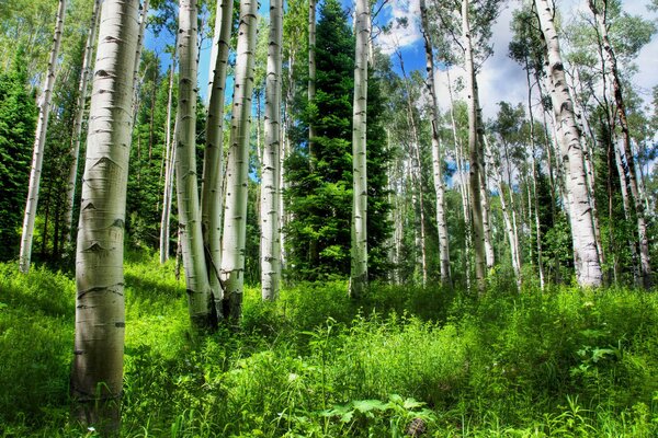 La beauté du bosquet de bouleaux touche