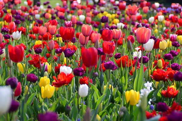 Tulpenfeld im hellen Frühling