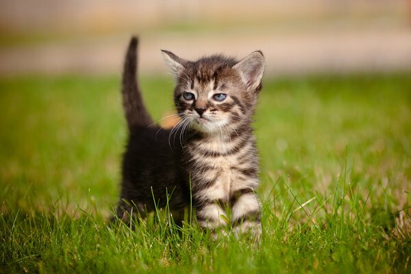 A small blue-eyed kitten on the grass