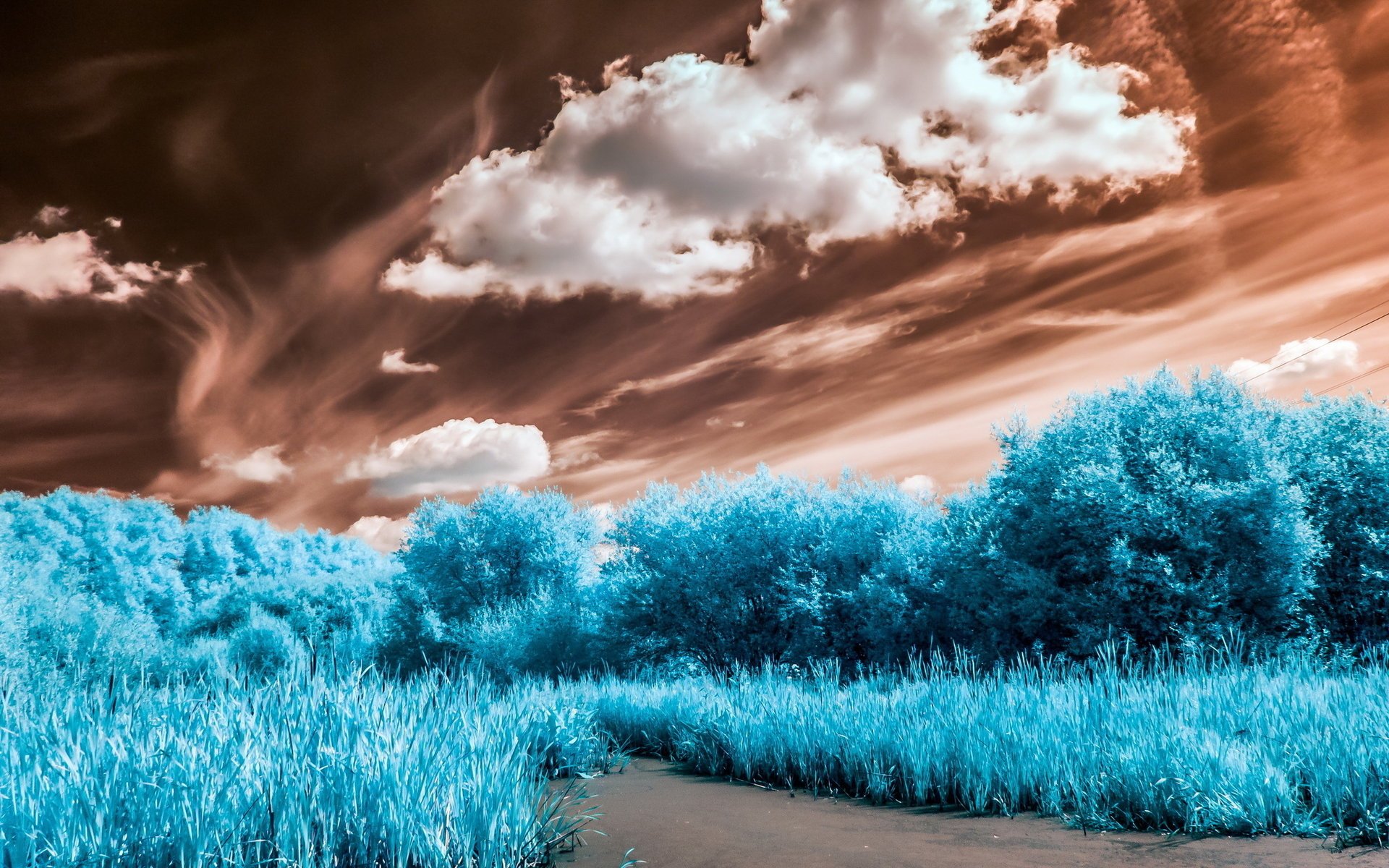 blue foliage in the background cloud sky plant