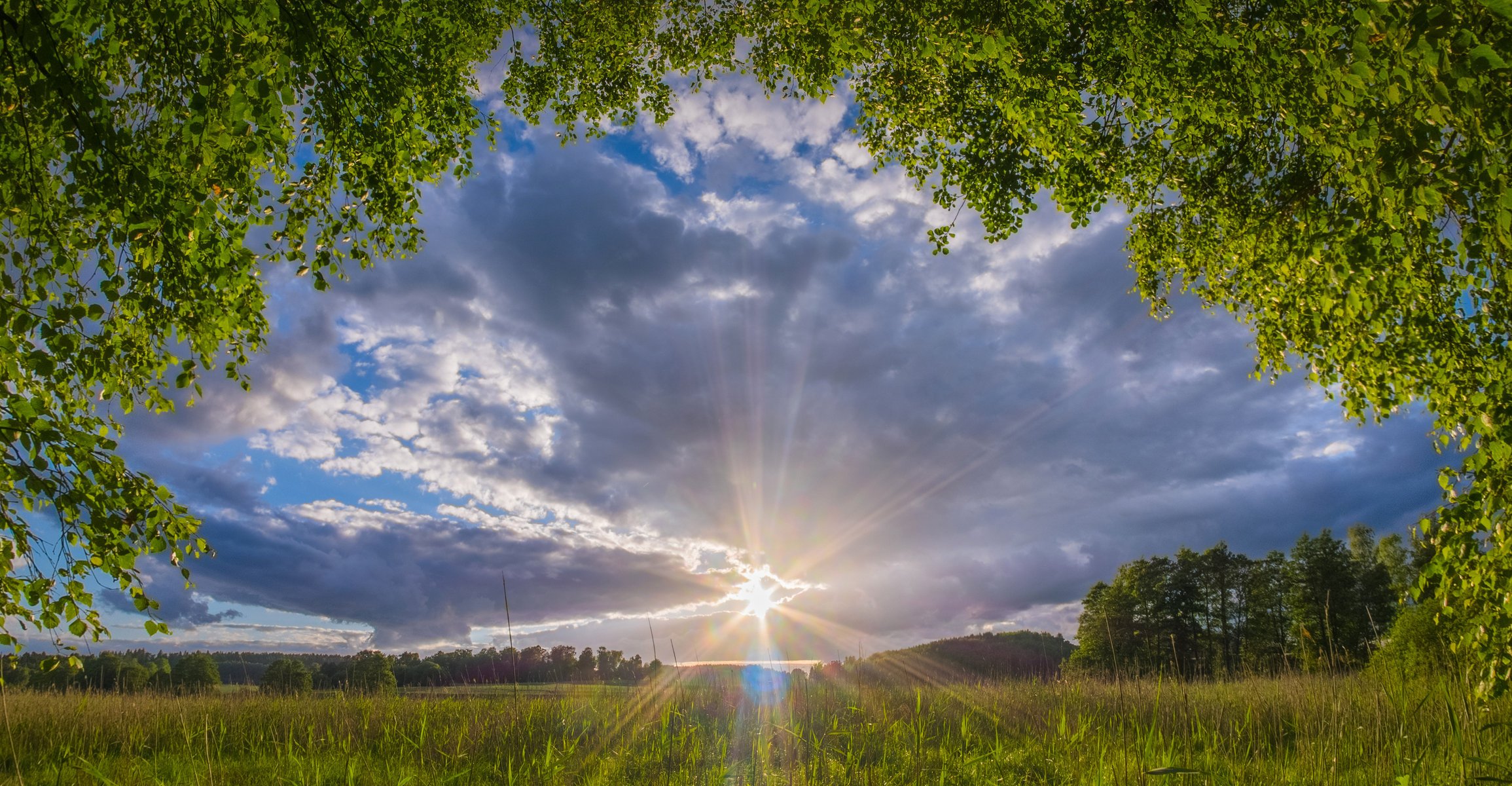 äste feld sonne landschaft