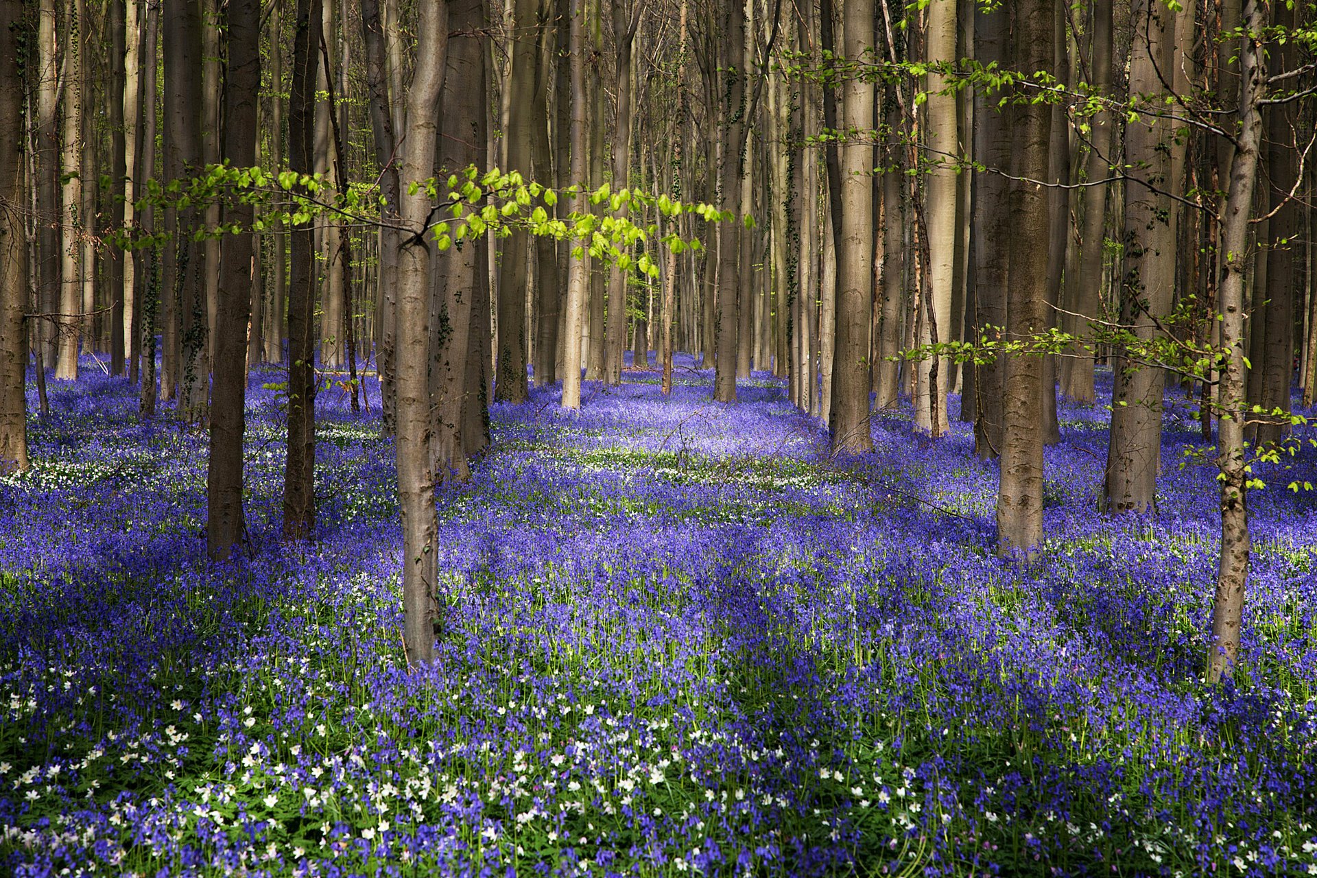 fiori natura estate foresta alberi campane