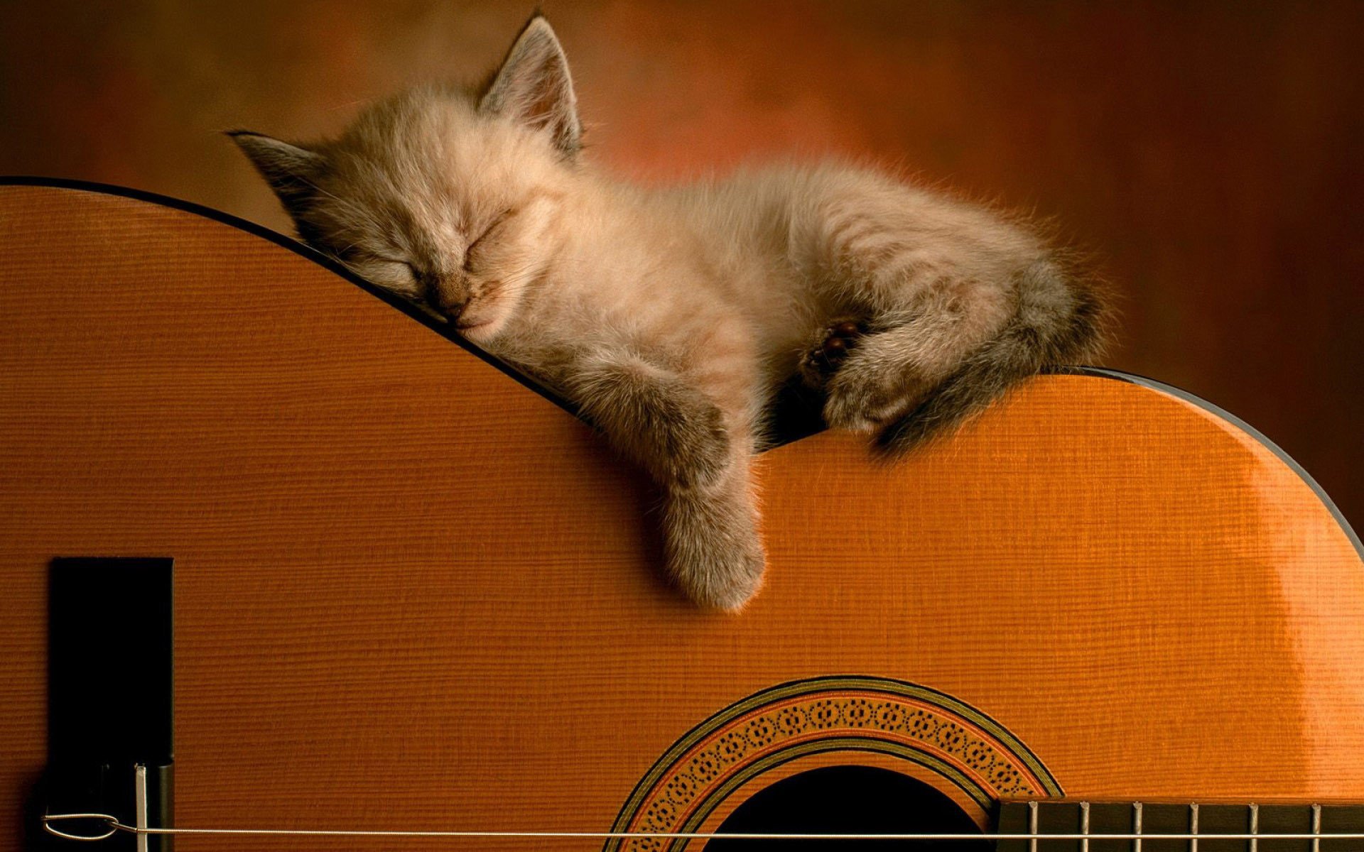 chaton poilu guitare