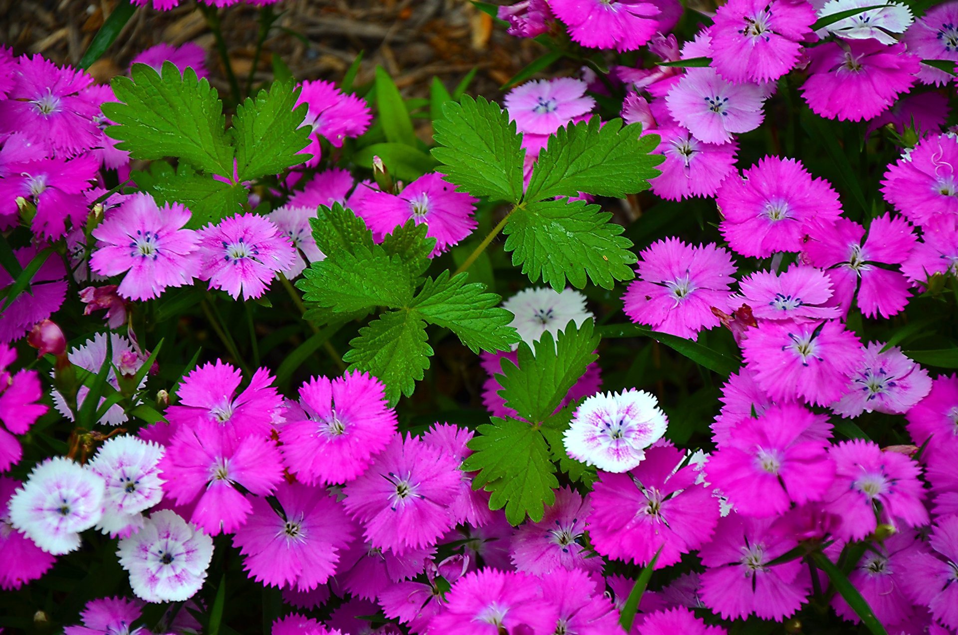 kwiaty goździki flora