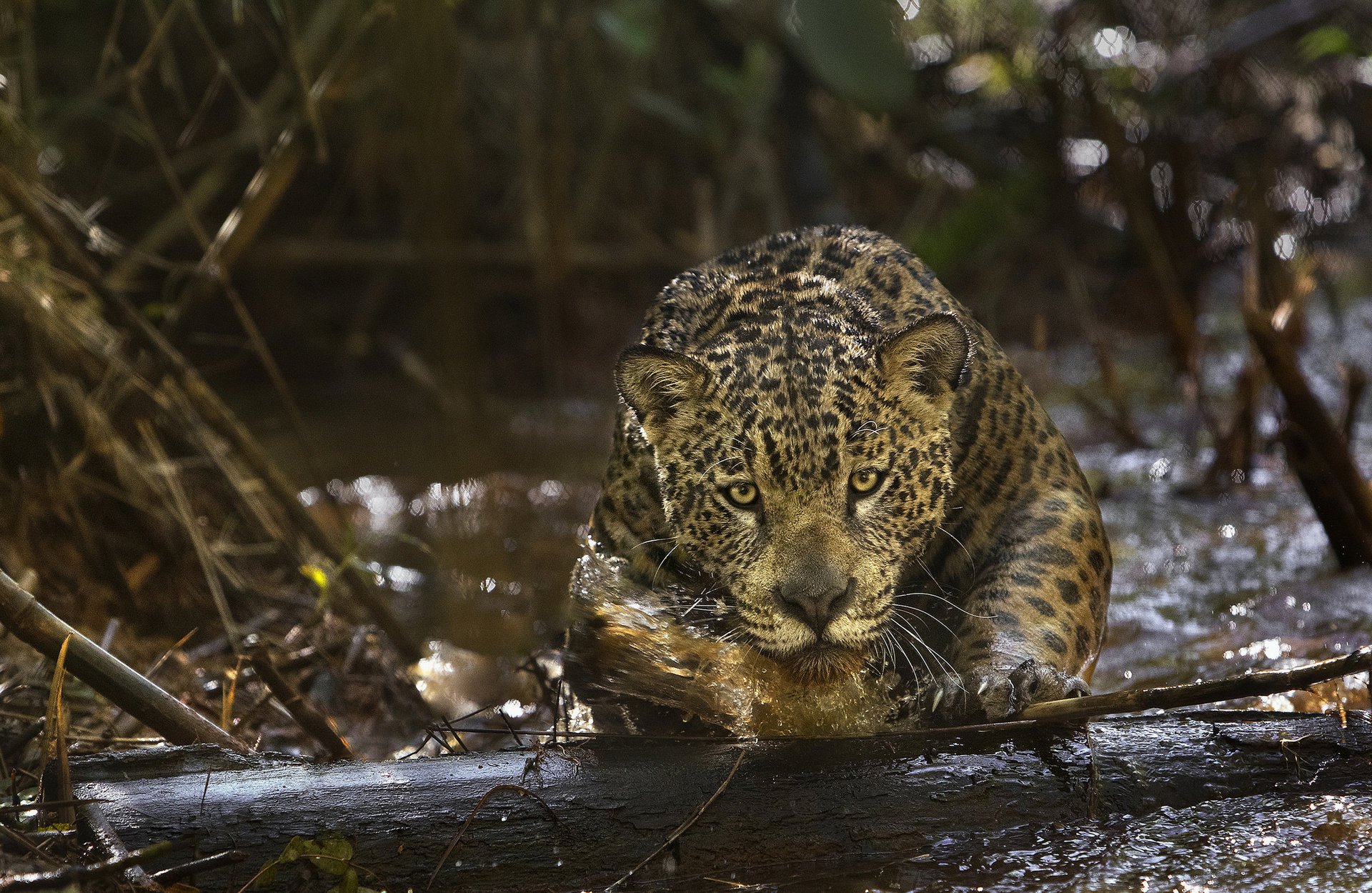 yaguar jaguar predator