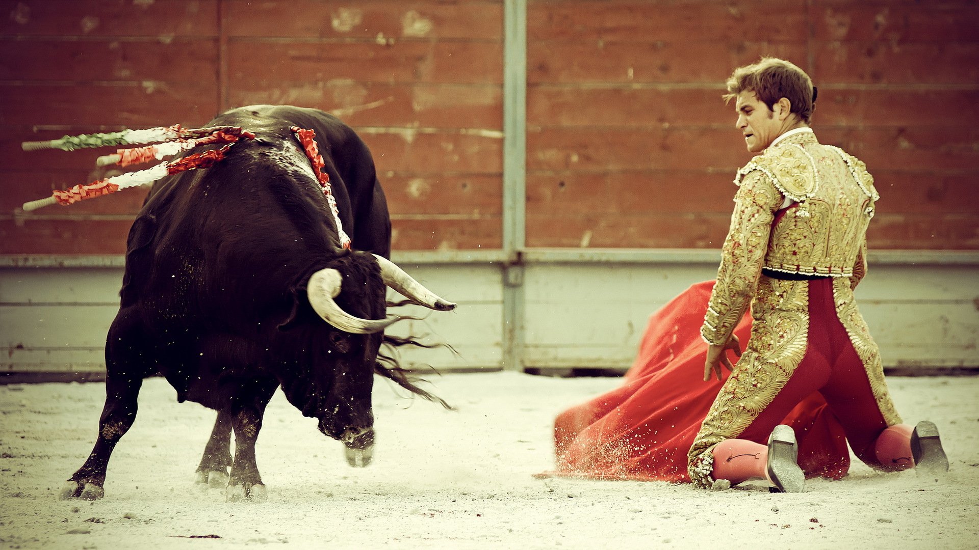 torero toro españa