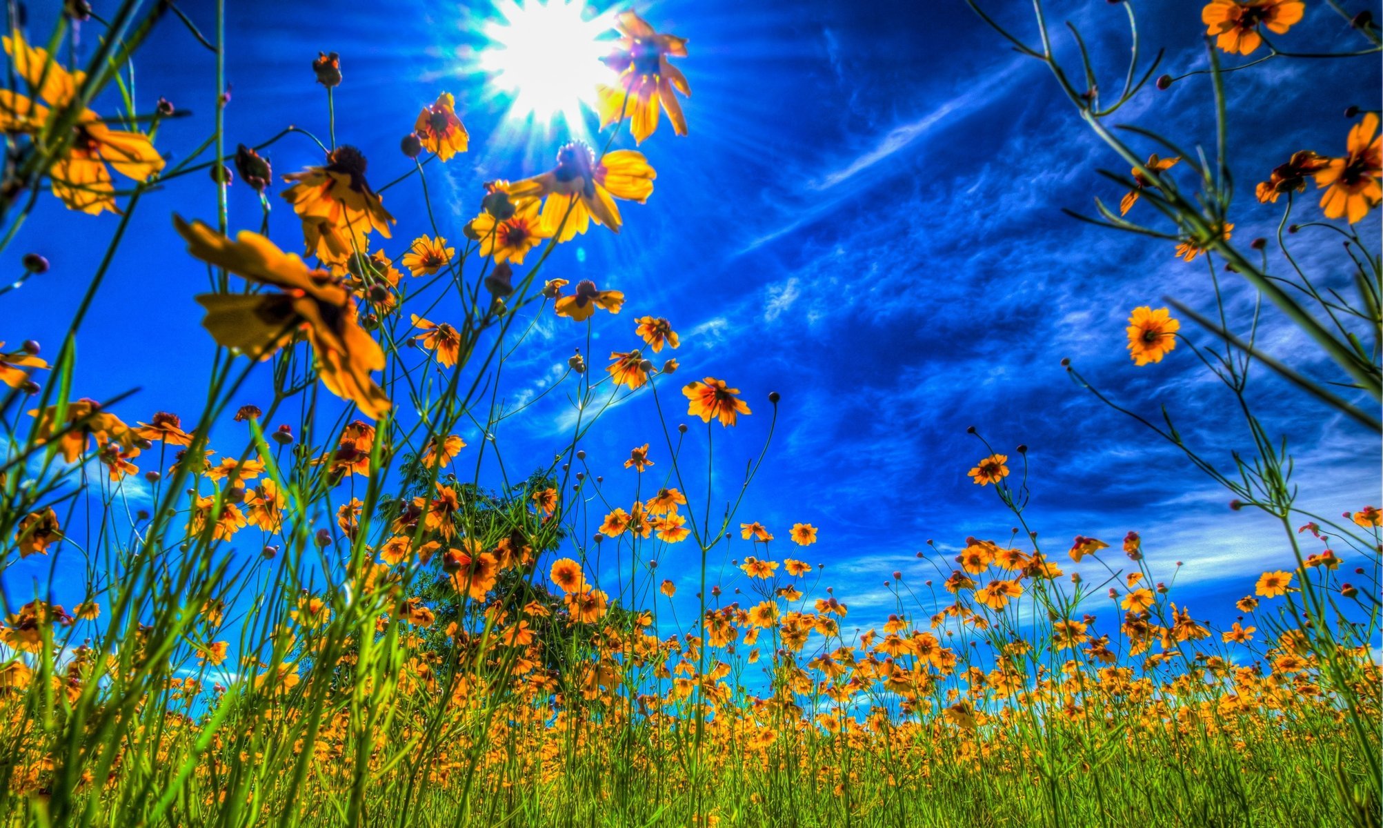 fleurs été gros plan