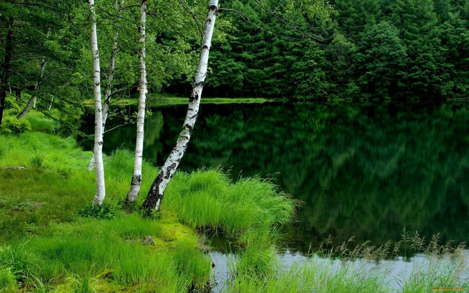 nature pond forest