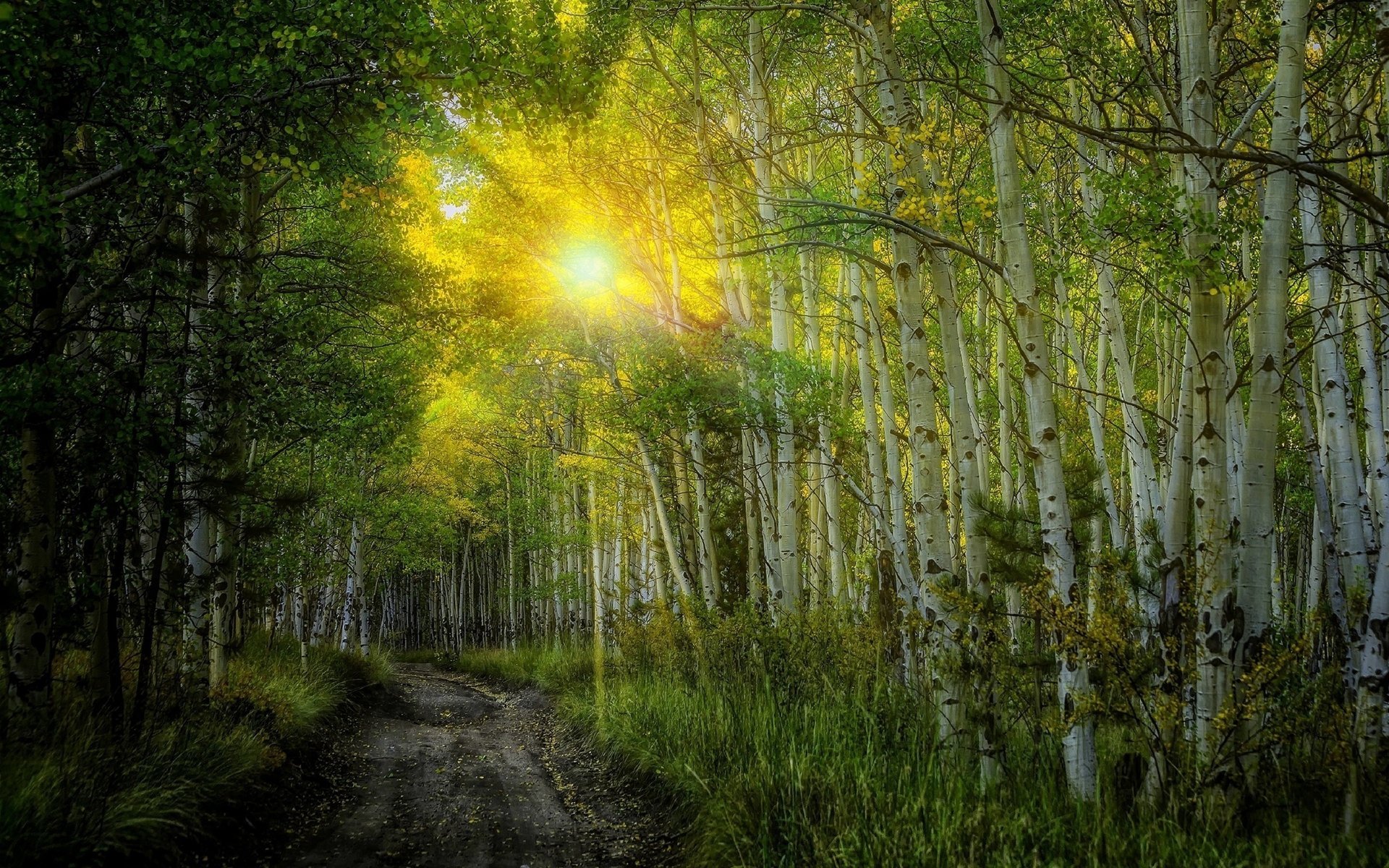 natur birken strahlen sonne