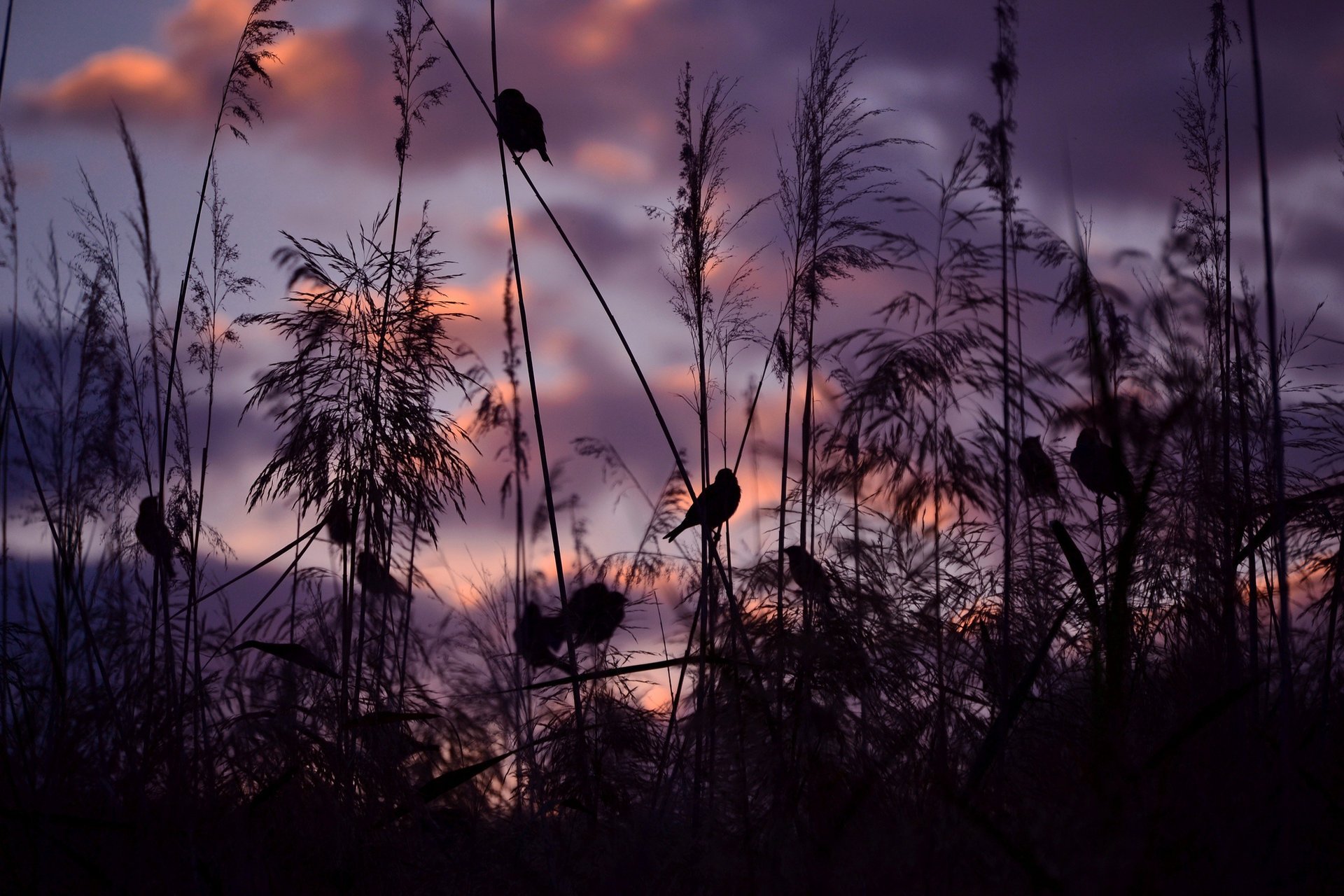 naturaleza aves puesta de sol gorriones