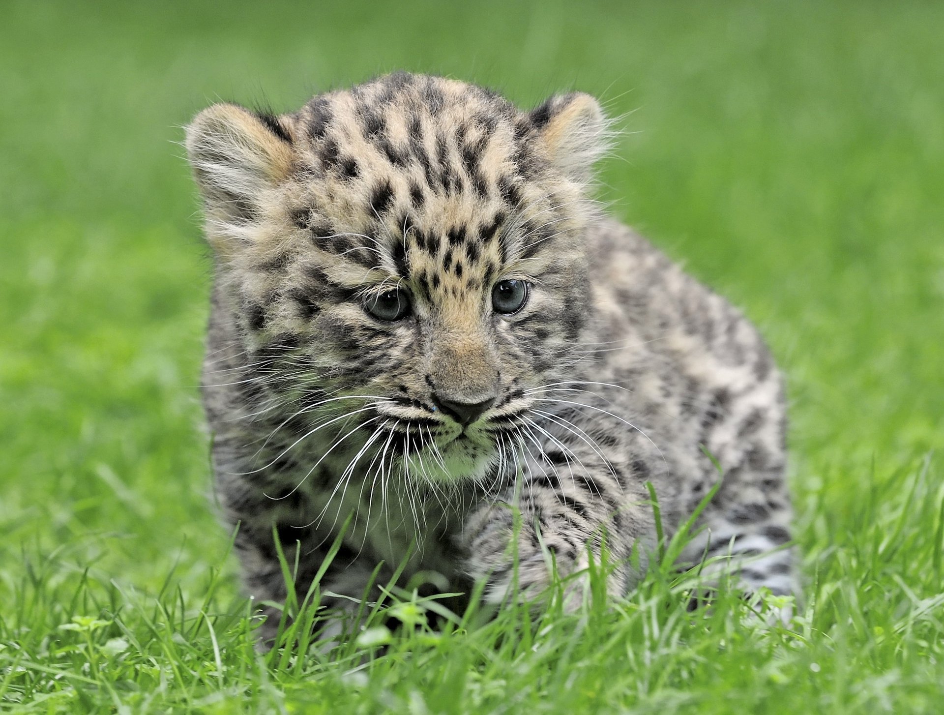 leopard cub