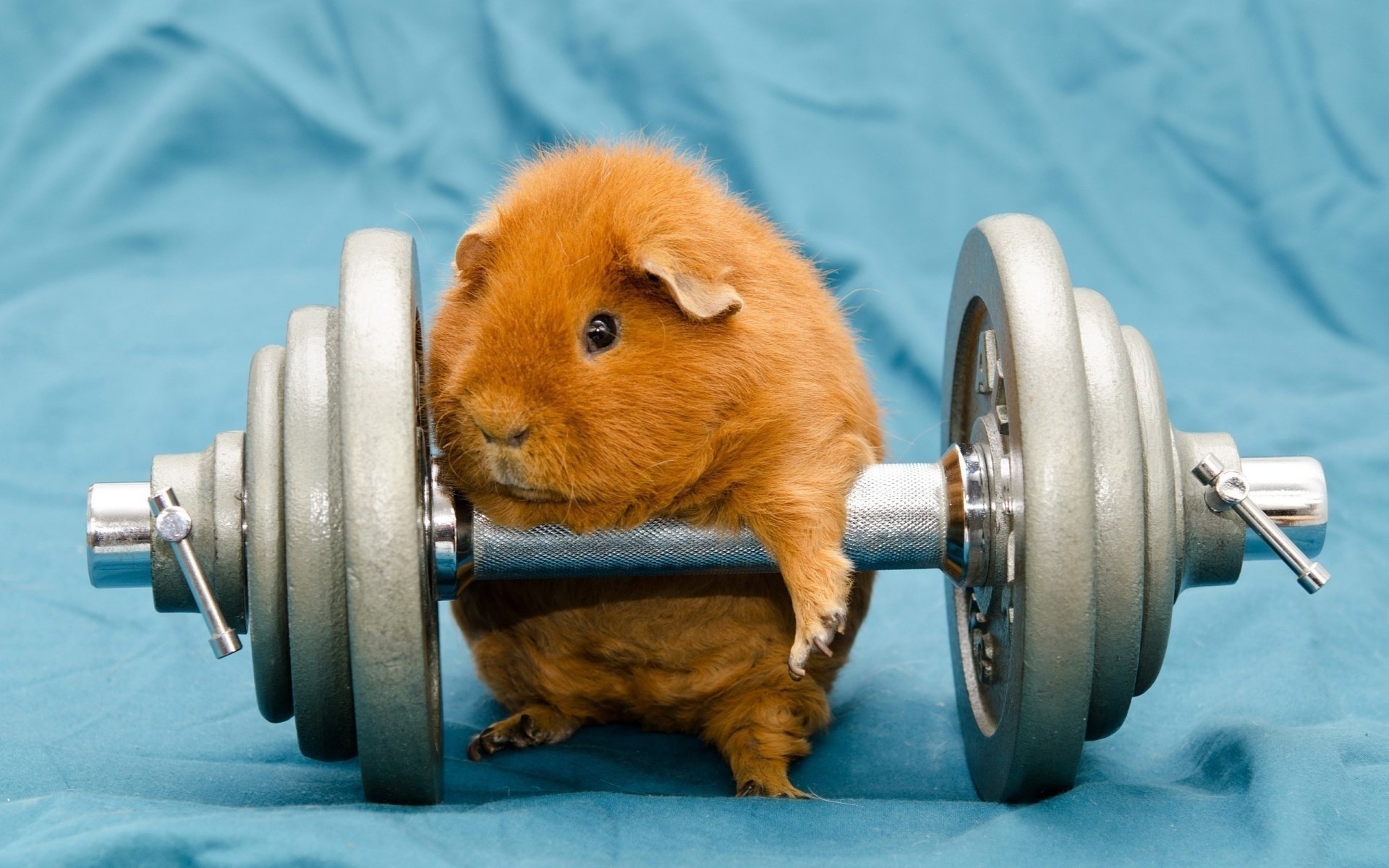 guinea pig with dumbbells background fabric