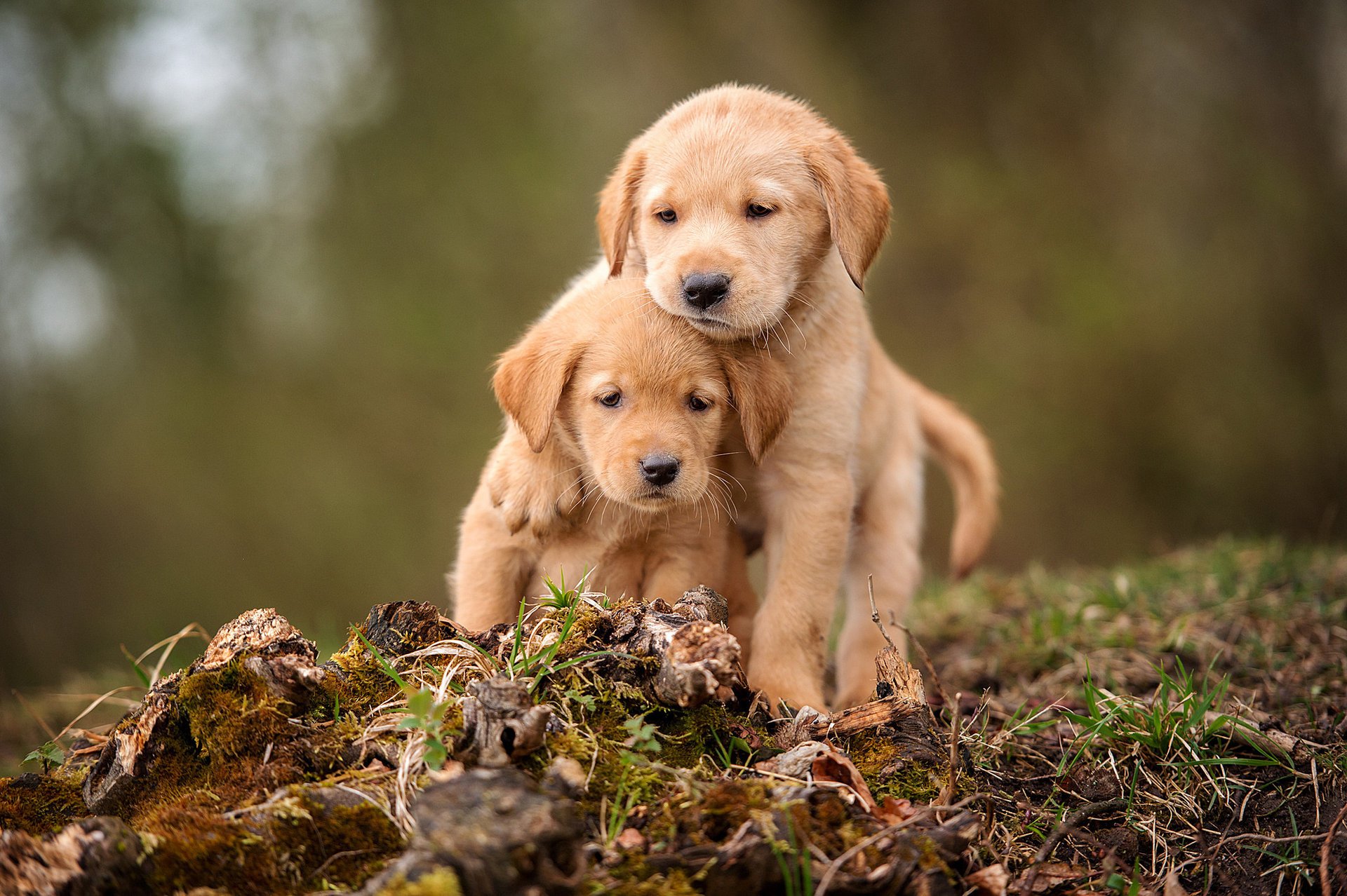 hunde welpen brüder freunde labrador retriever