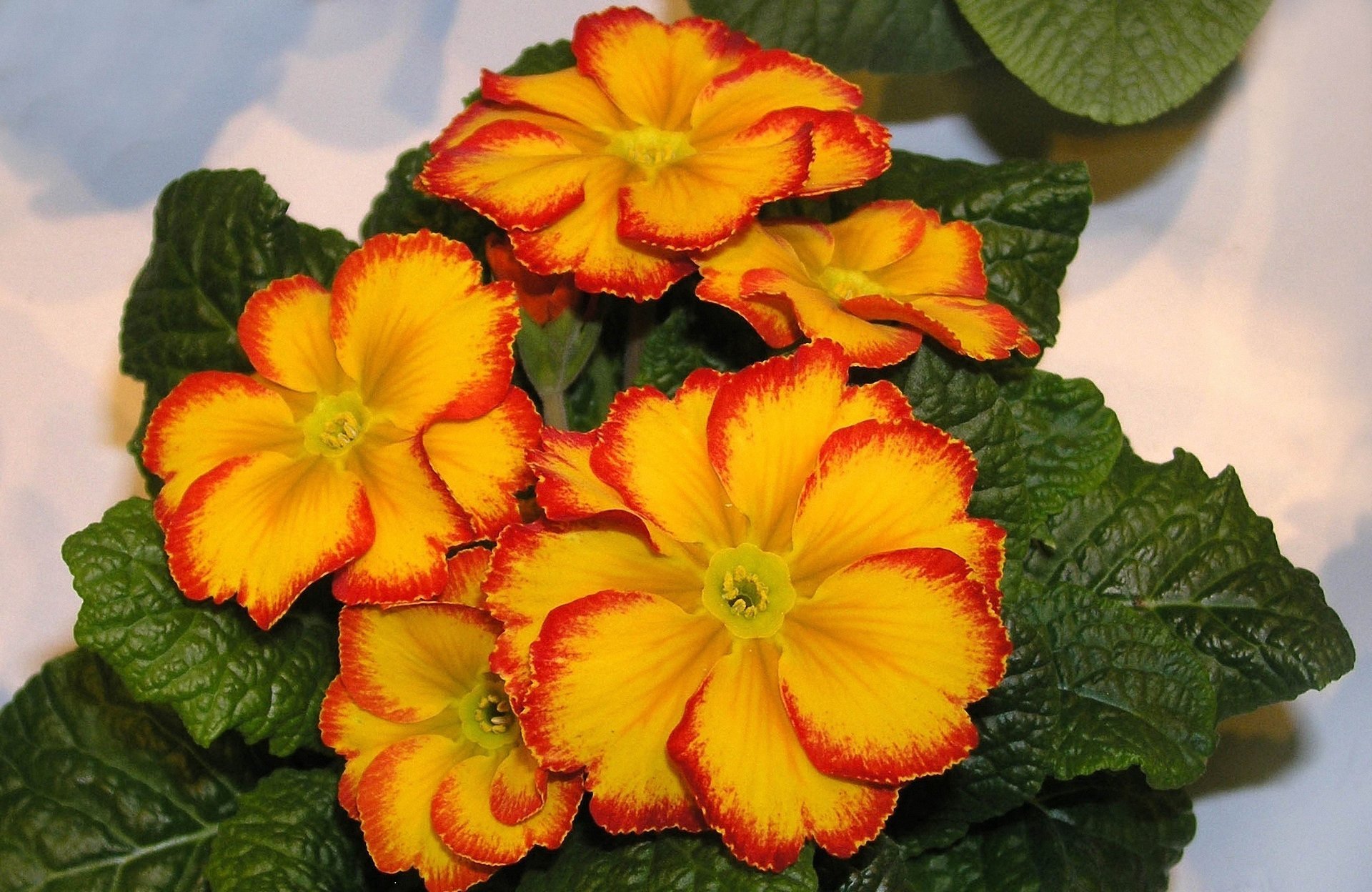 primula gialla