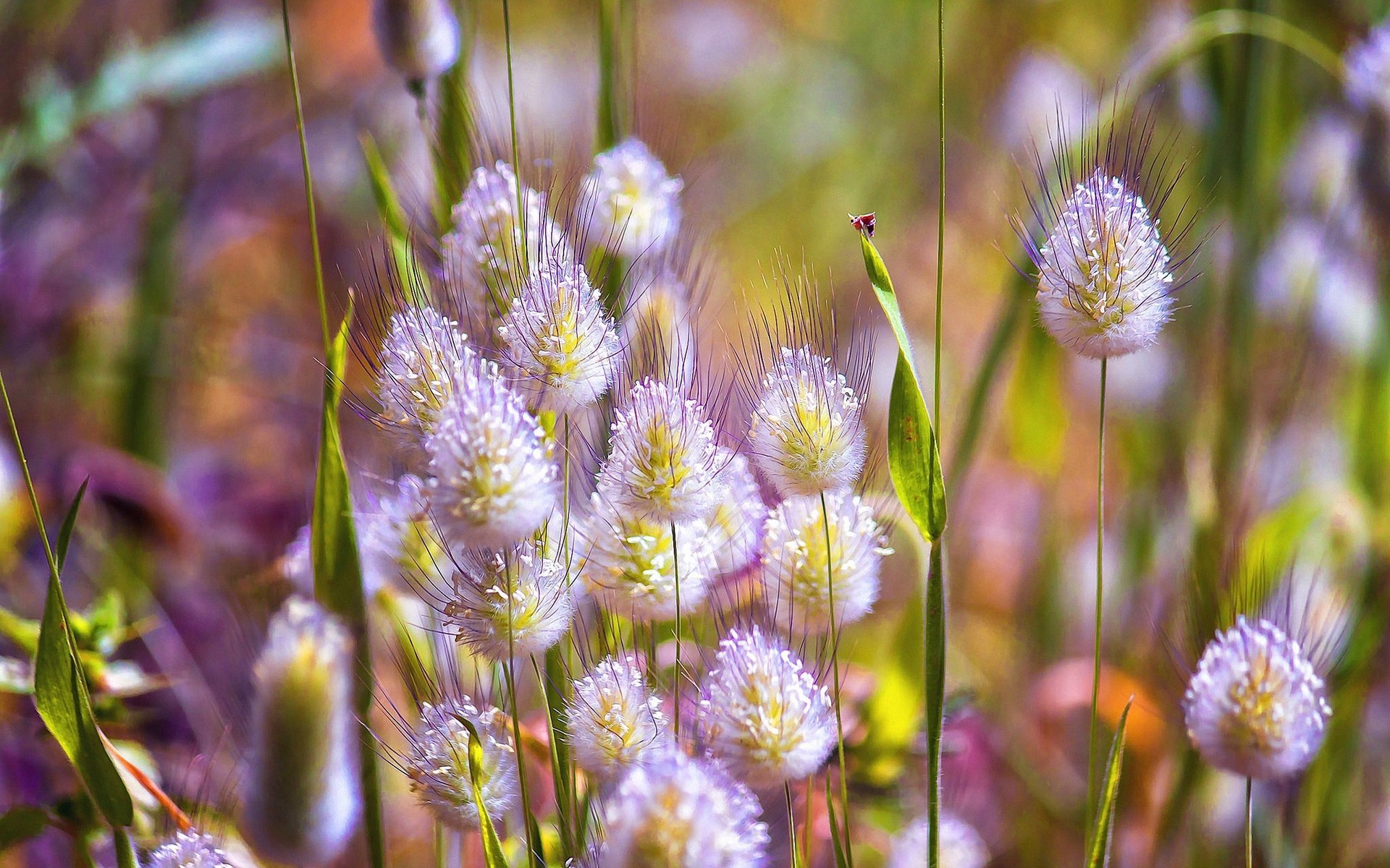 fiori primavera