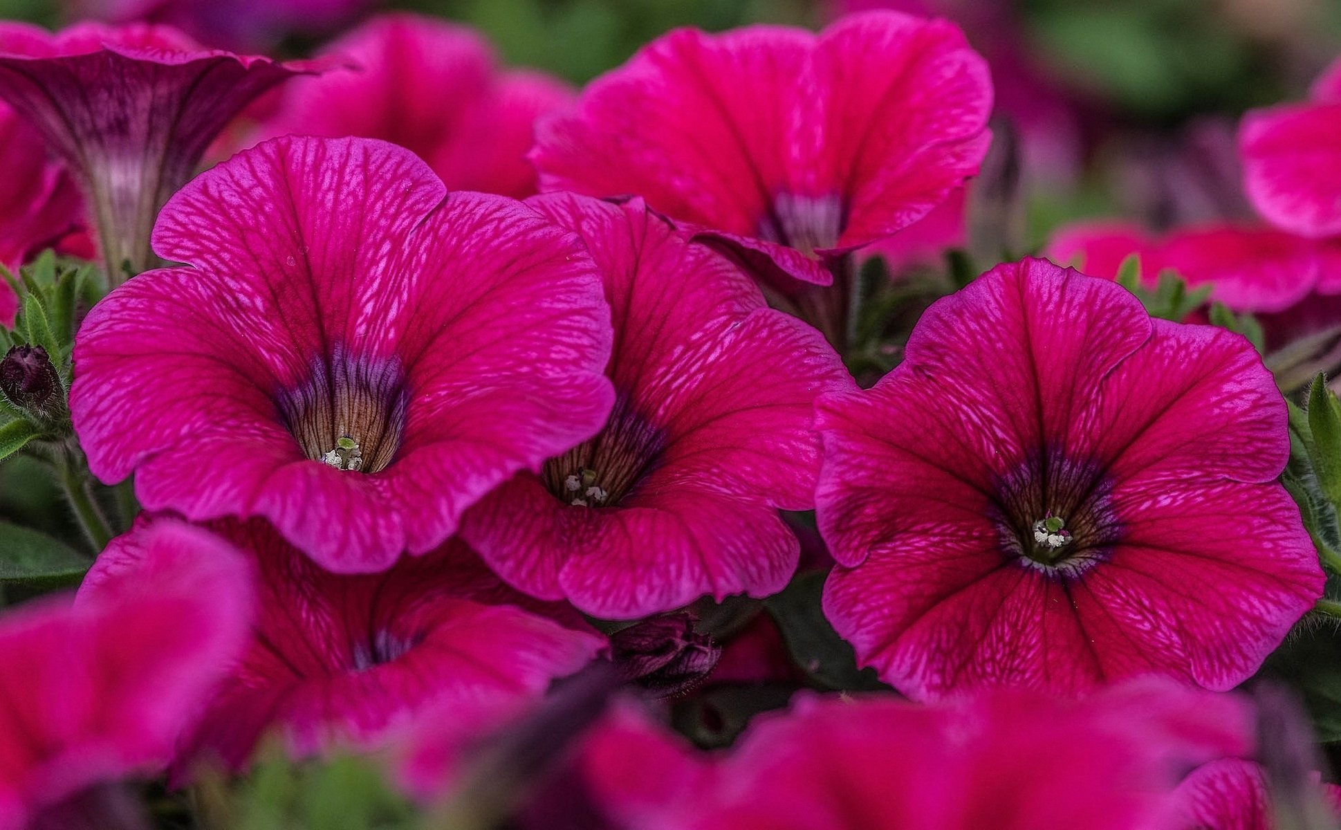 pétunias roses