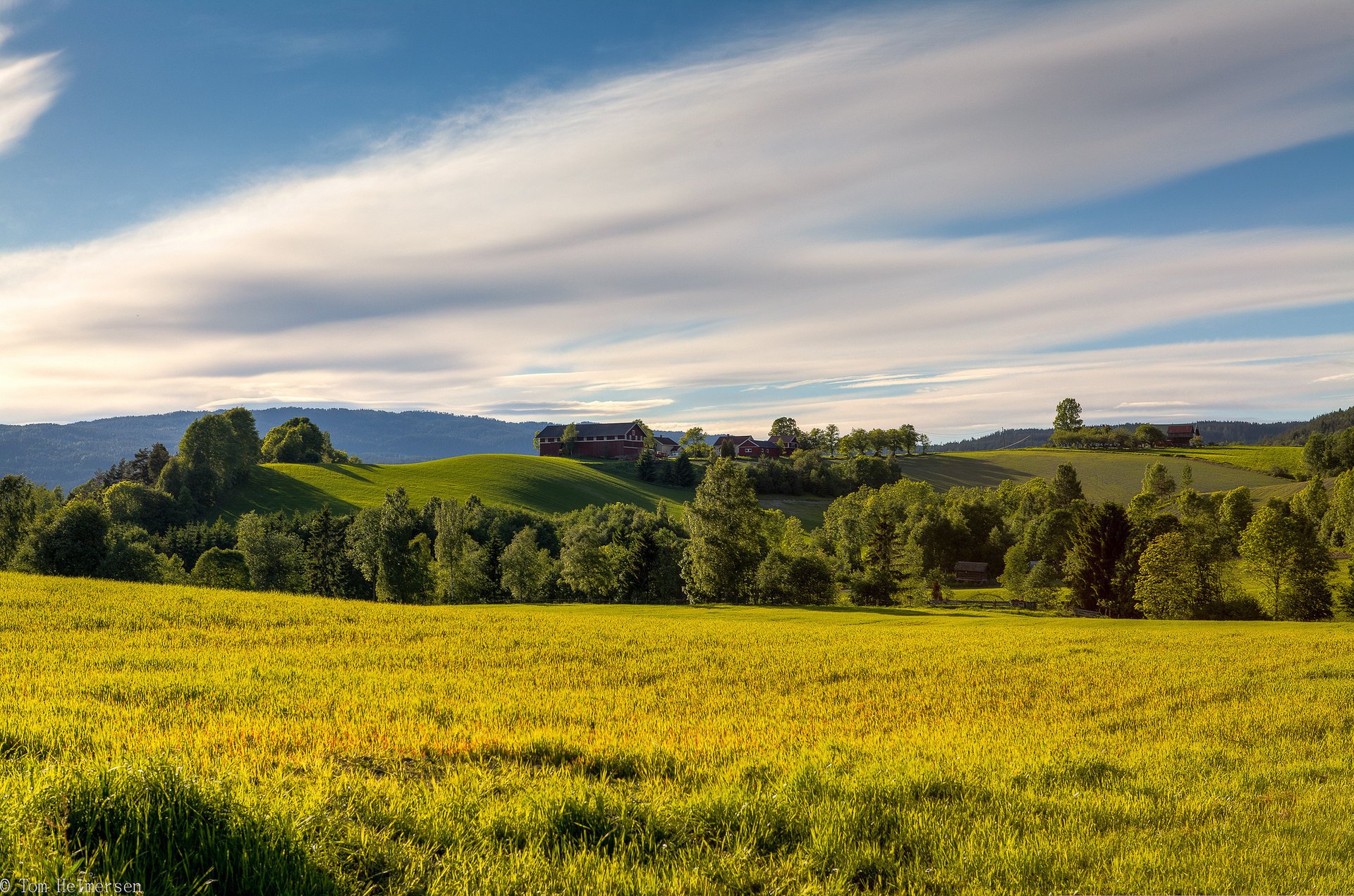 raum feld lichtung sommer gras bäume norwegen