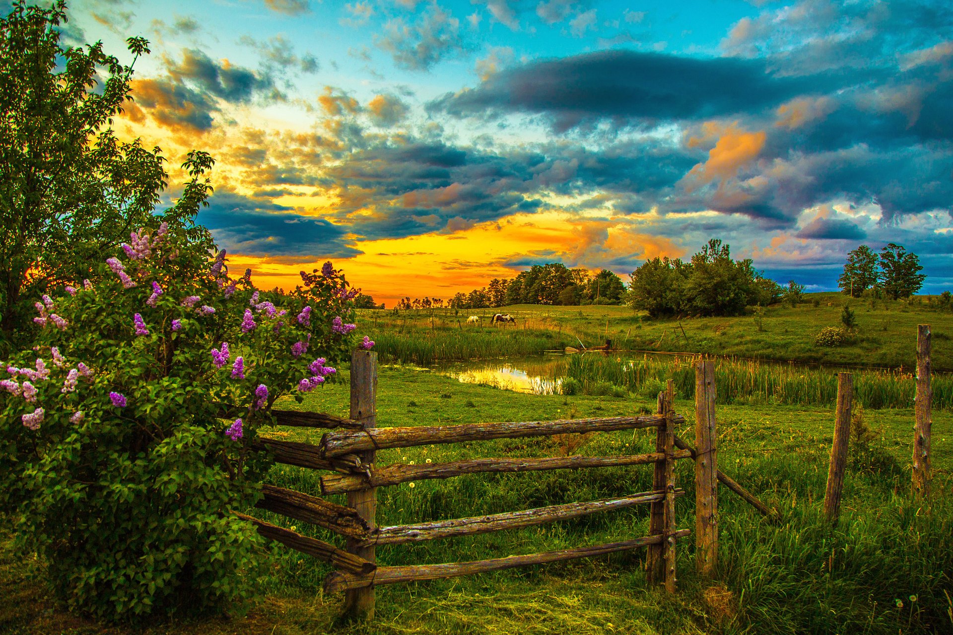 natura tramonto lilla stagno cavalli recinzione