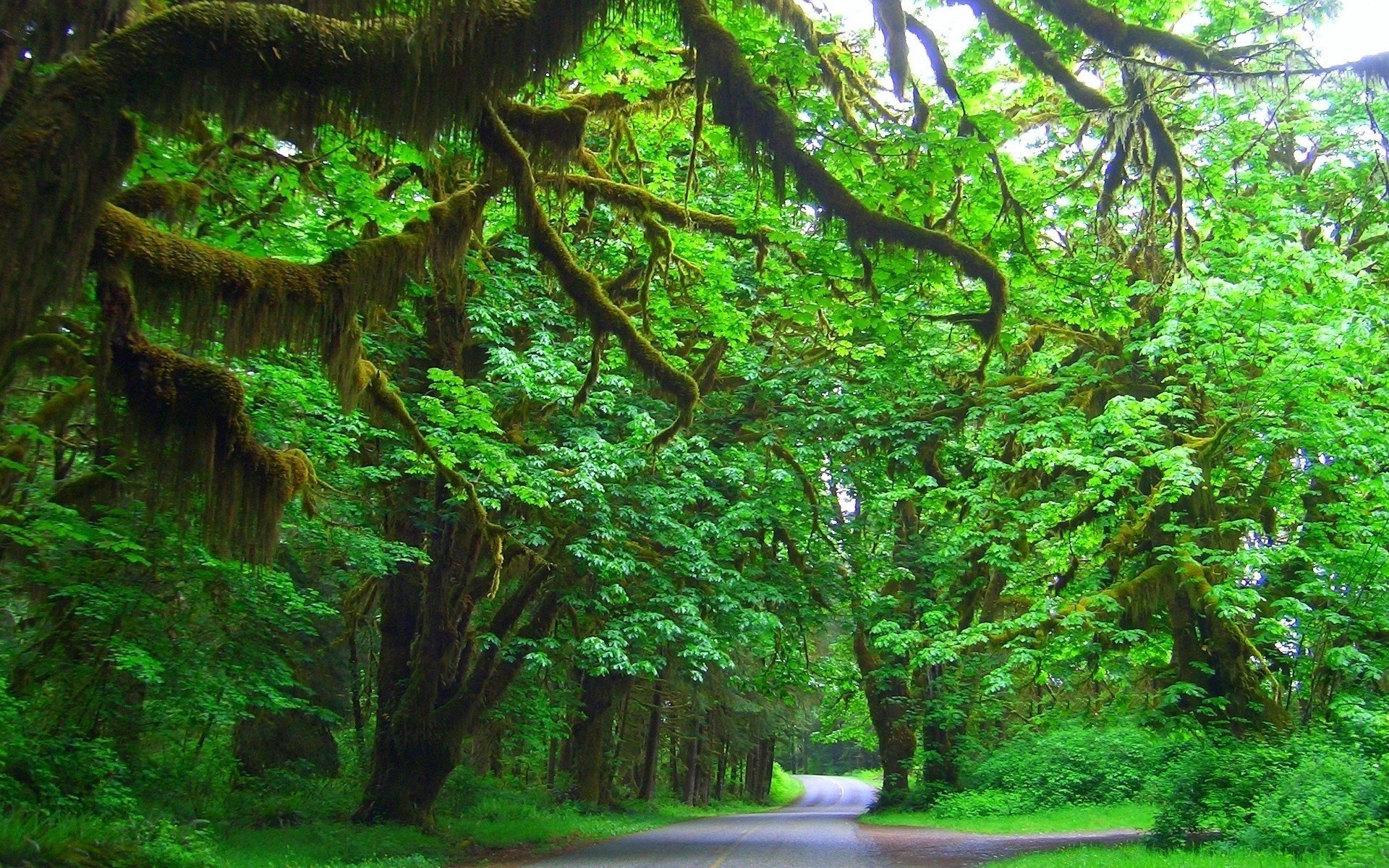 strada natura verde foresta