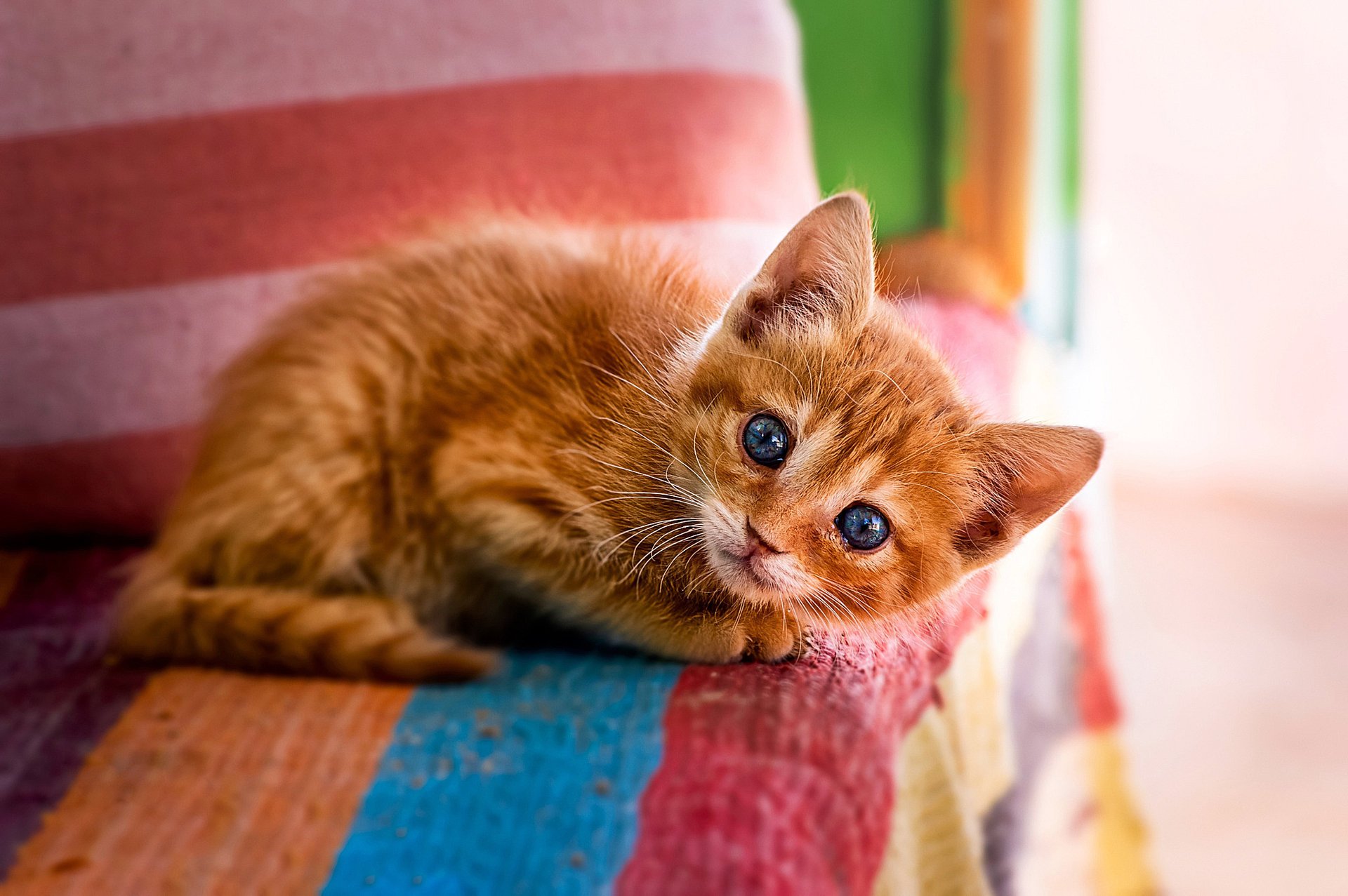 chat chaton rouge yeux bleus