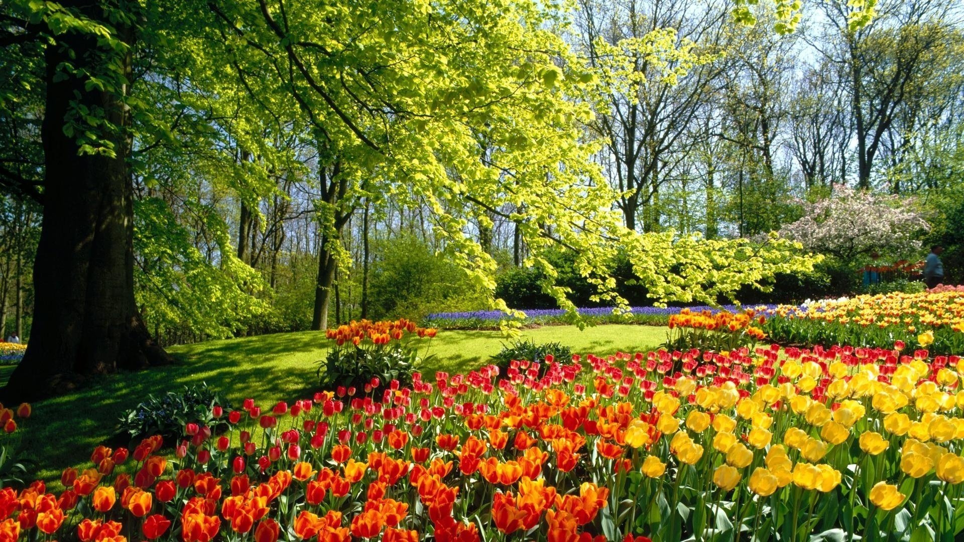 keukenhof jardines tulipanes holanda