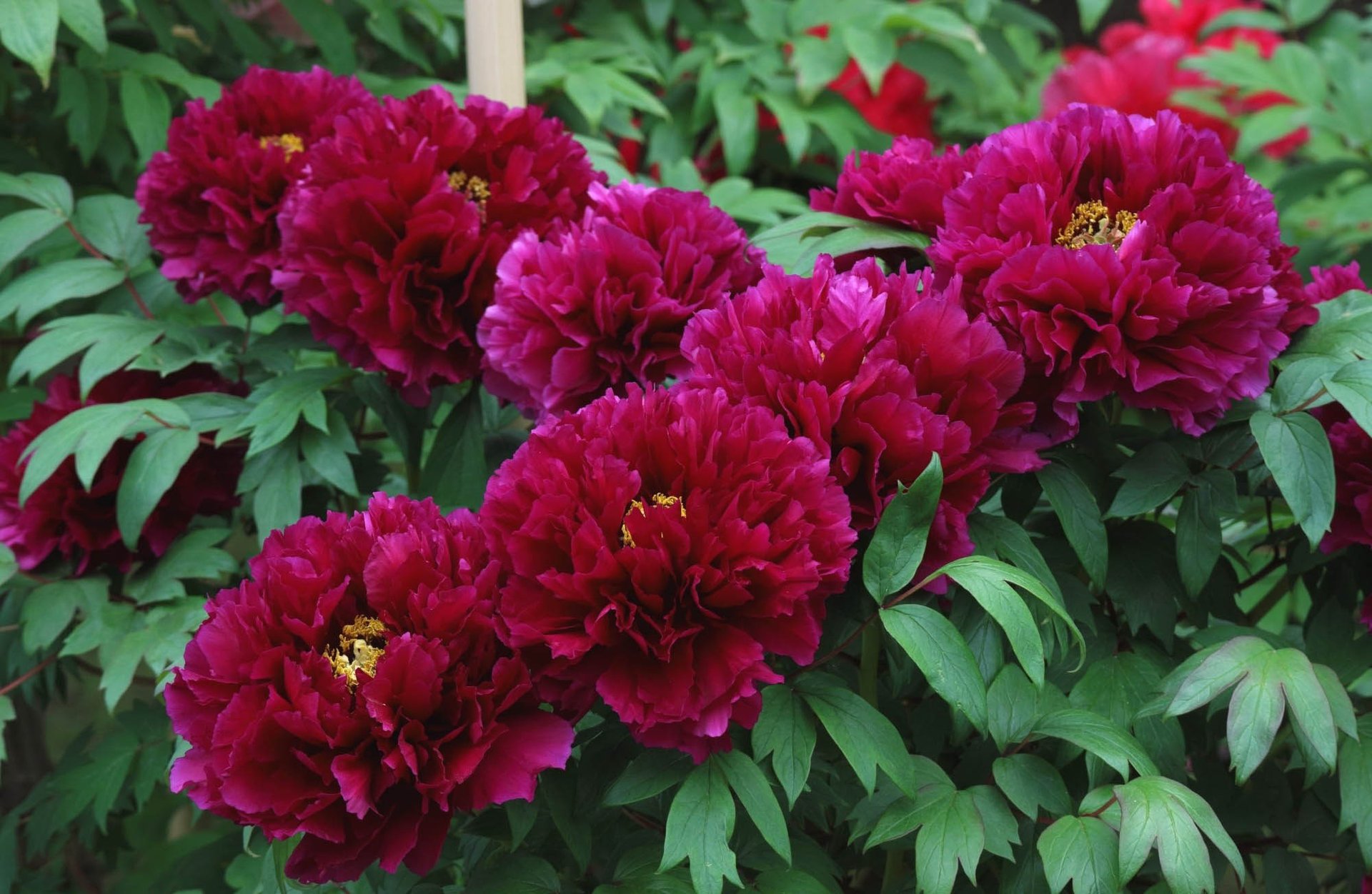 burgundy peonie