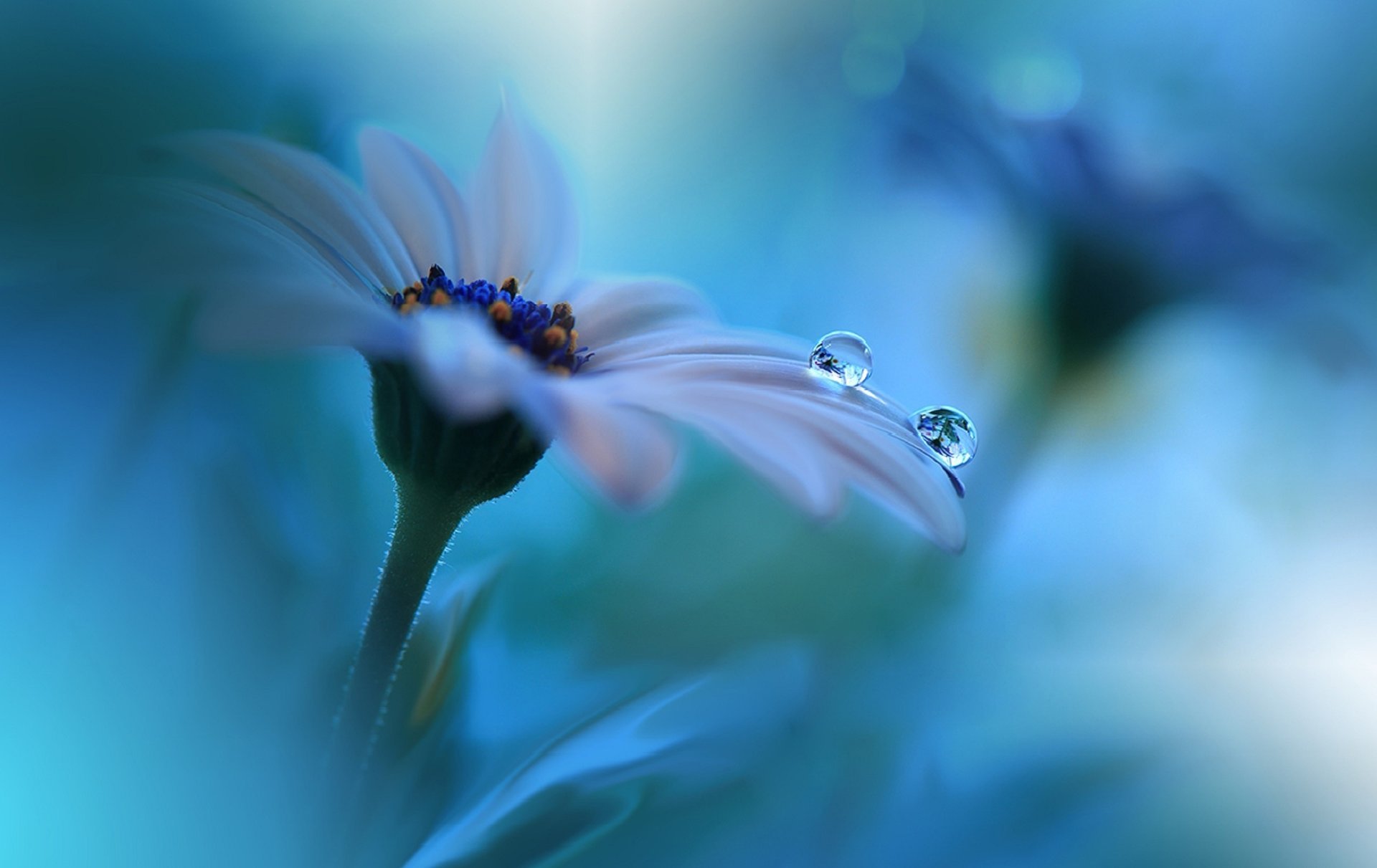 flower petals drops blue background