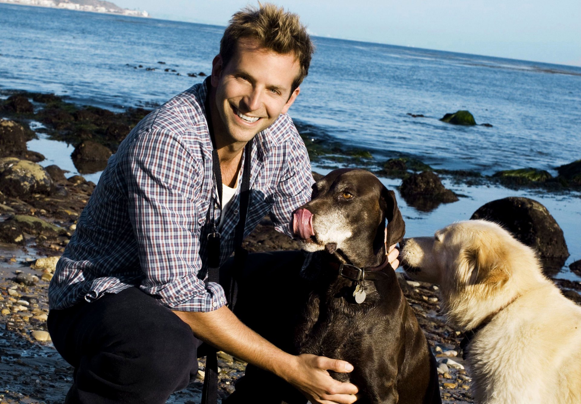 bradley cooper actor hombre sonrisa costa perros