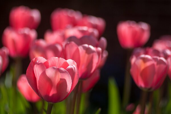 Innumerables tulipanes rojos