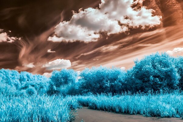 Erba blu e alberi su uno sfondo di cielo marrone con nuvole bianche