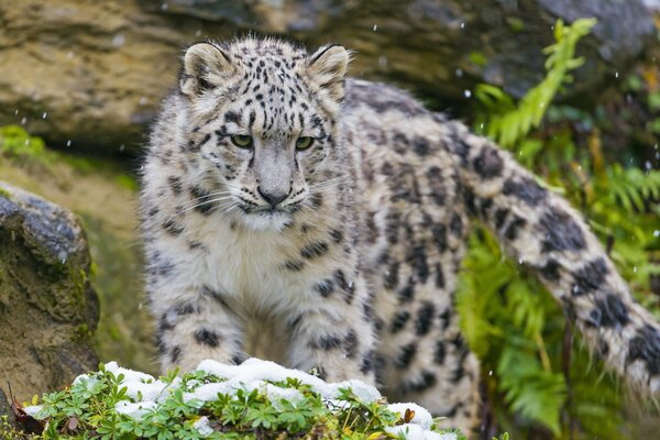 Snow leopard hunts in the forest