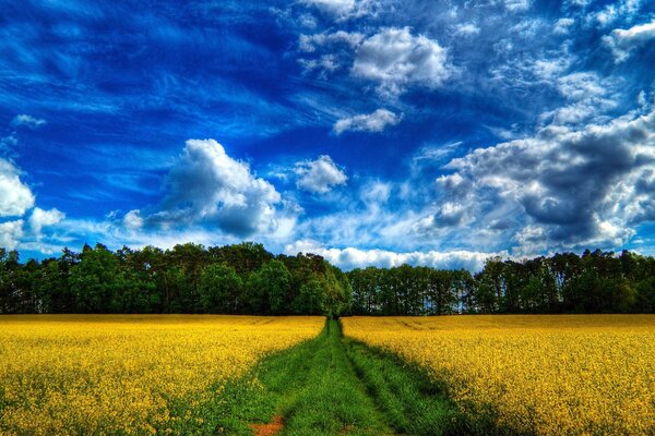 La route à travers le champ jaune va dans la forêt