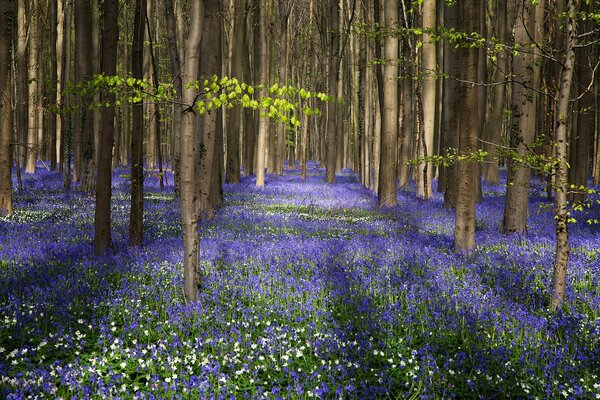 Campane blu adornano la foresta