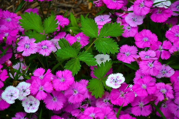 Hermosas flores de clavel de cerca