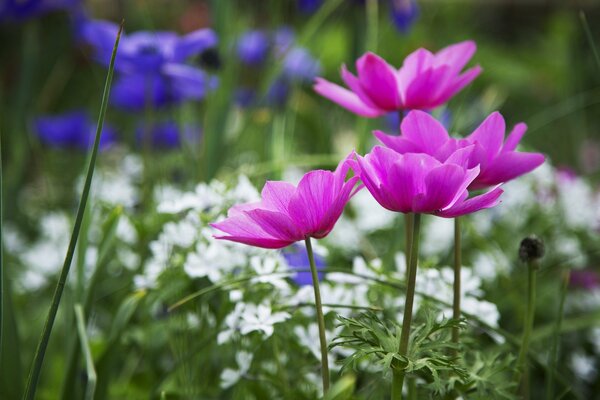 Makrofoto von rosa Blüten