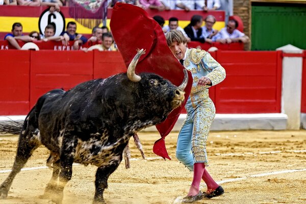 Bull running at a screaming bullfighter