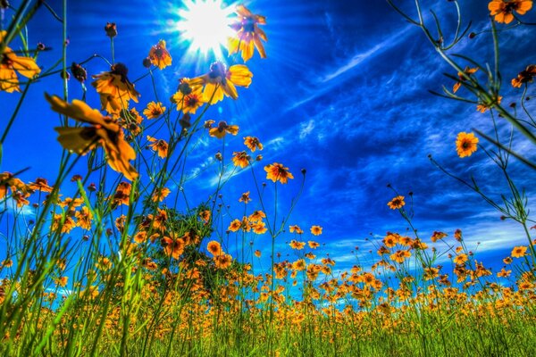 Wildblumen in der hellen Sonne