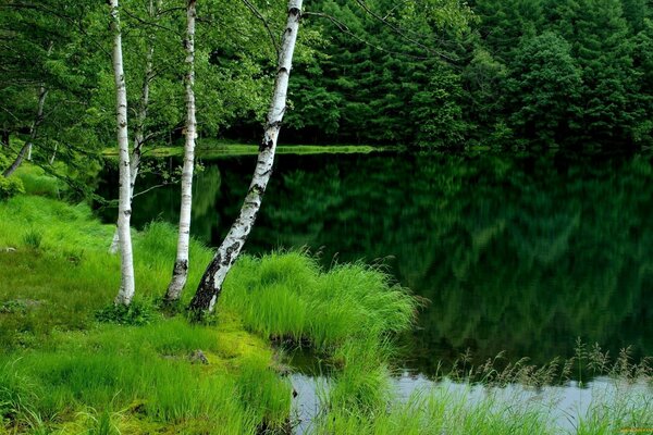 Hierba verde y abedul cerca del estanque