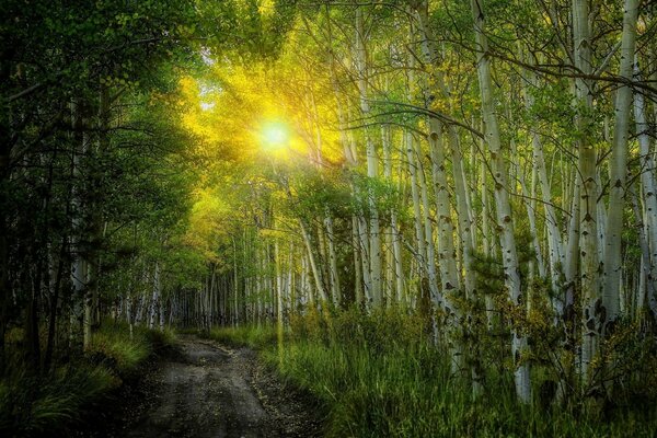 I raggi del sole splendente si fanno strada attraverso le betulle