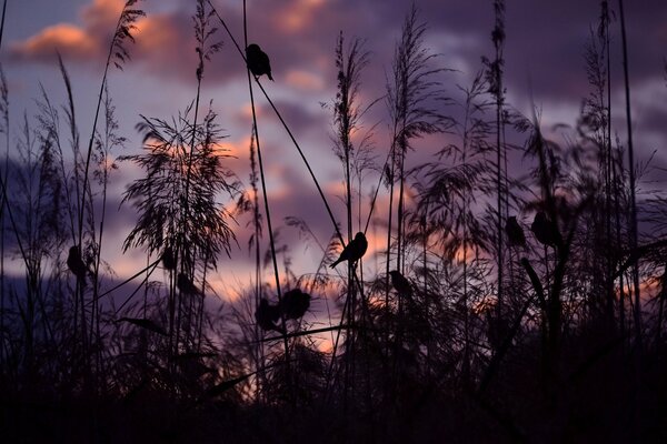 Silhouette d oiseau dans l herbe sèche au coucher du soleil