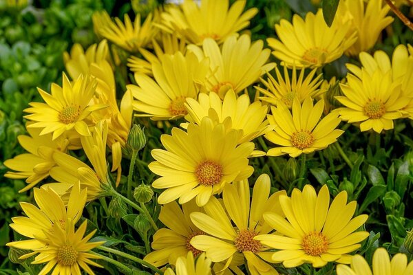 Viele lustige gelbe Gänseblümchen