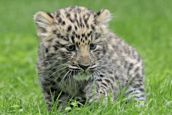 Leopardenjunges sitzt im Gras