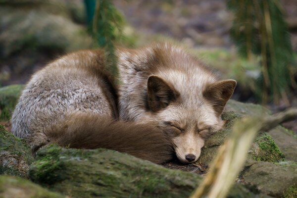 Fuchs im Wald liegt zur Ruhe