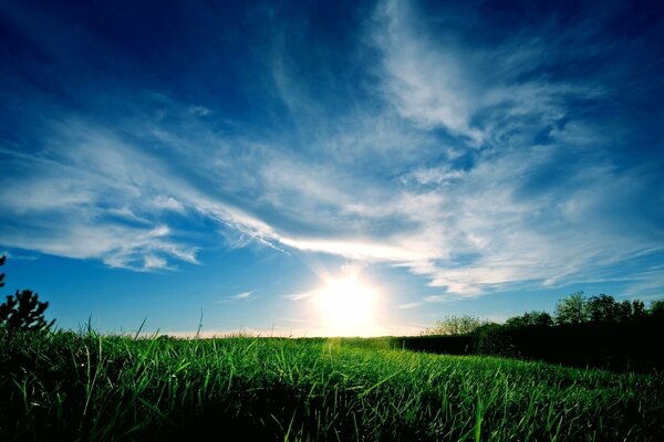 Grünes Feld und blauer Himmel im Sommer